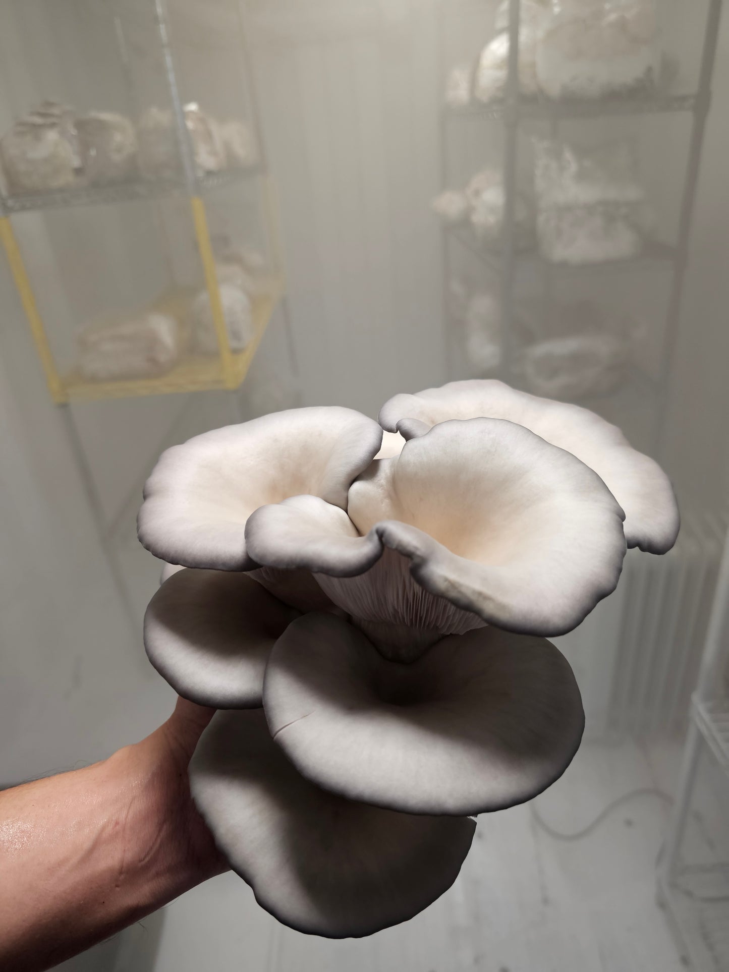 Freeze-Dried Blue Oyster Mushrooms