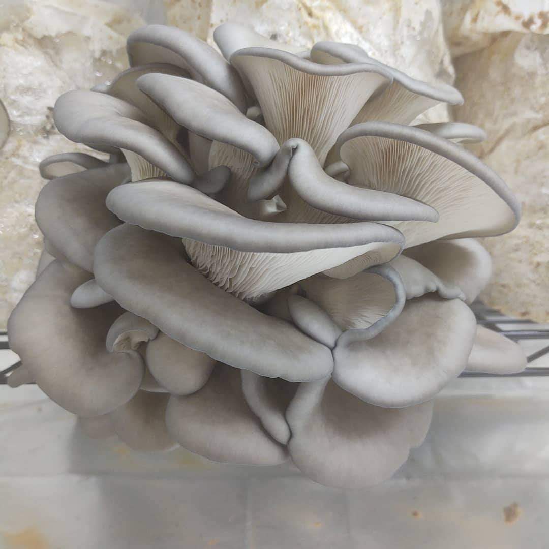 Freeze-Dried Blue Oyster Mushrooms