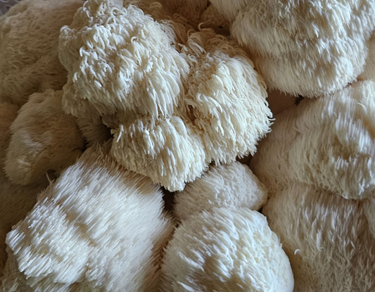 Freeze-dried Lions mane