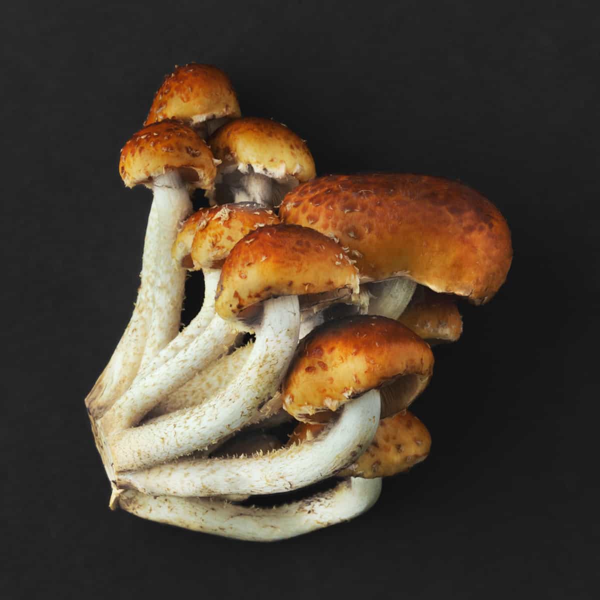 Freeze-Dried Chestnut Mushrooms – Gourmet Dried Vegetables
