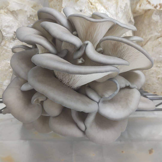 Freeze-Dried Blue Oyster Mushrooms